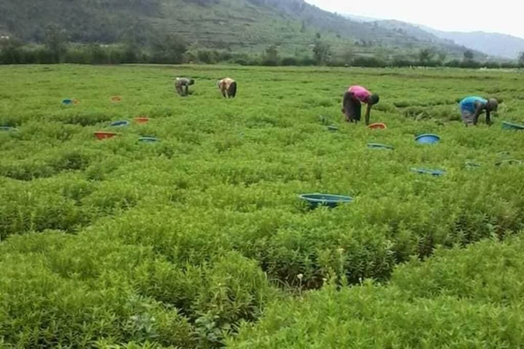 Consumers chase healthier replacement for sugar vaulting stevia market above all other herbs
