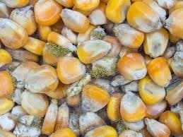 Farmers get fast-track aflatoxin tests to save crops as shortage looms