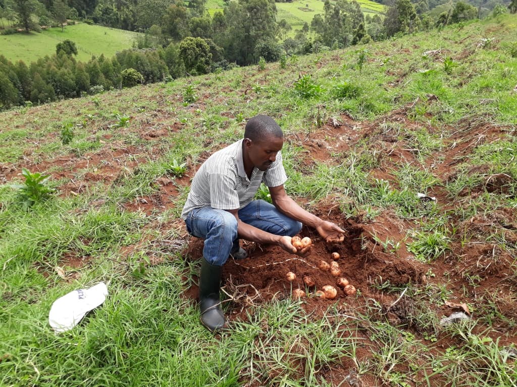 New cost free method increases shelf life of potatoes from one week to seven months