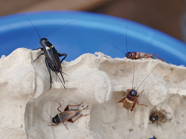 Researchers identify 28 insect species with higher crude protein content effective for fish and poultry production