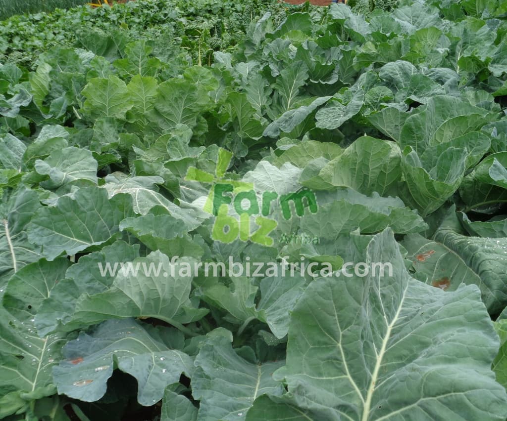 Production of Kales (Sukuma wiki) and Onions Using Bucket Drip Irrigation