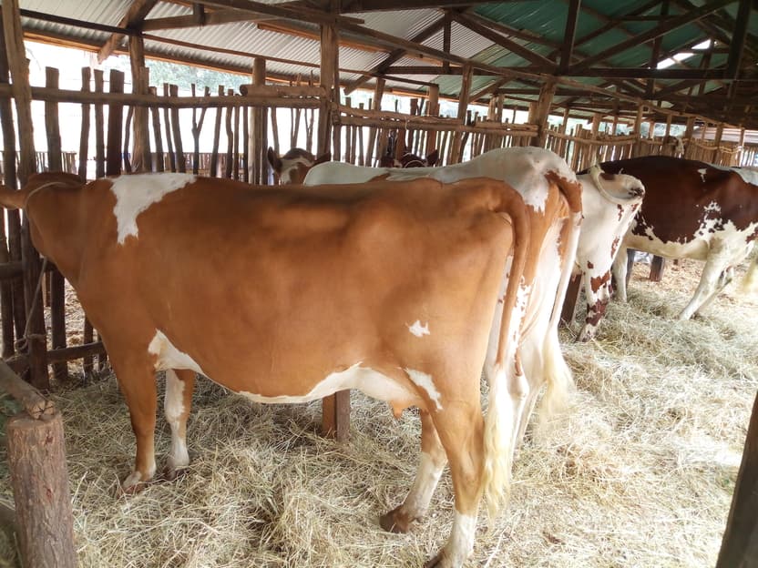 Feeding cows on a balanced diet improves milk production