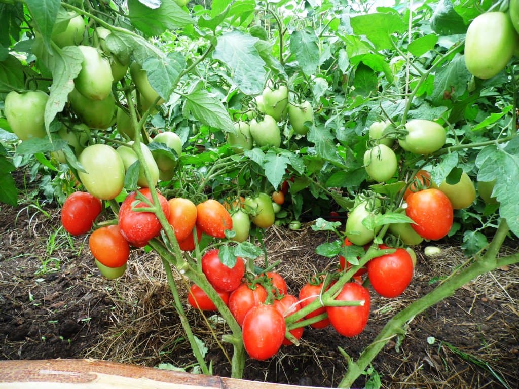 Tomato prices rising against low supply