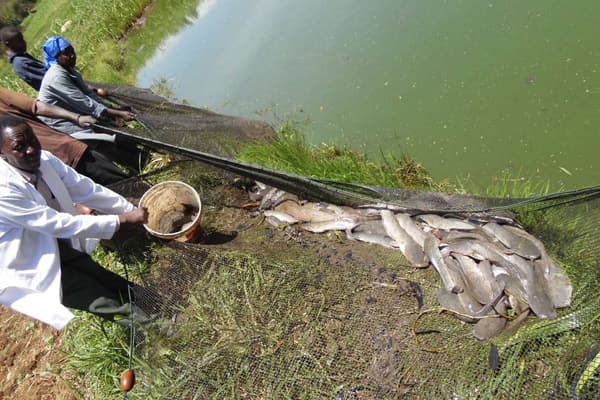 Feeding fish homemade feeds more profitable