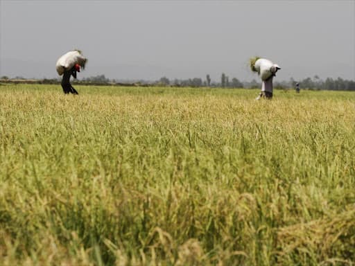 KALRO launches drought resistant rice, doubles basmati yield