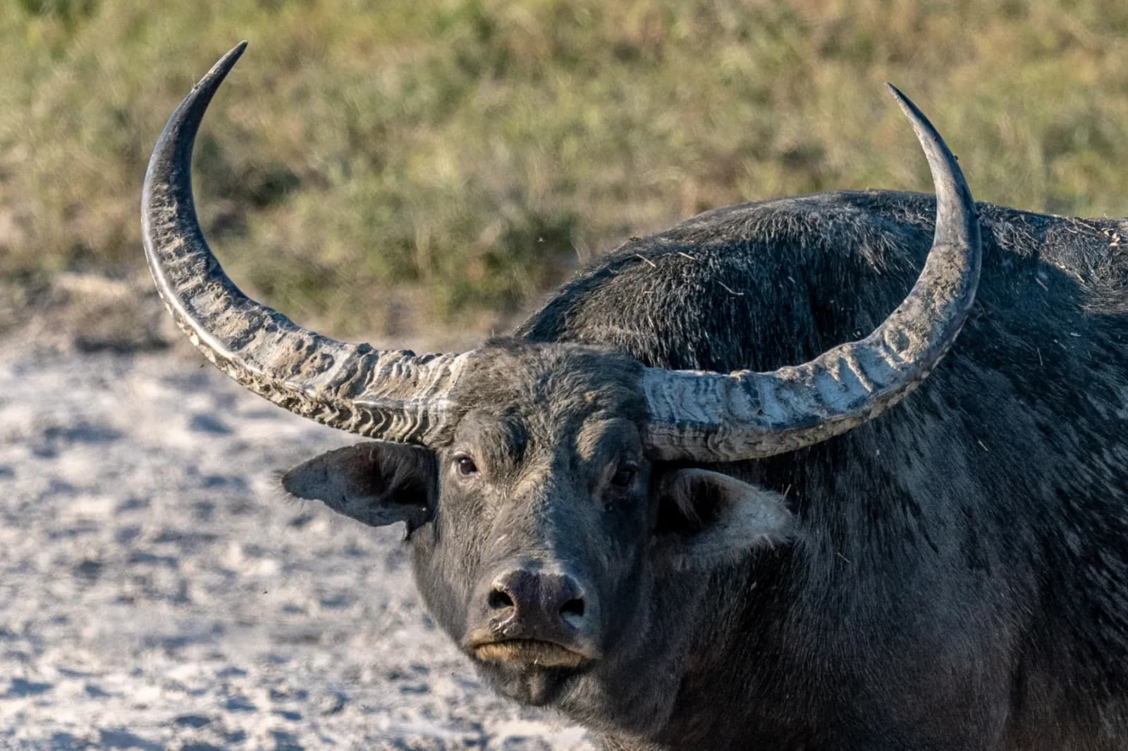 Woman dies after buffalo attack in Tana River