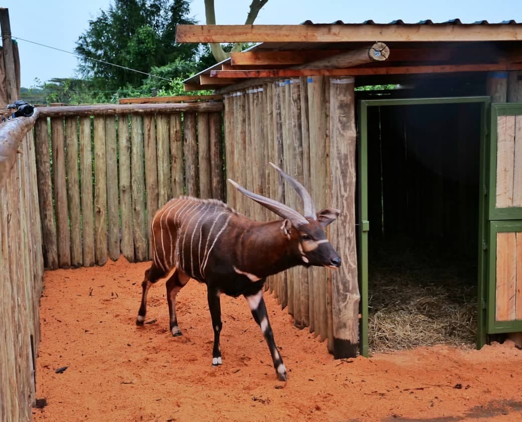 Kenya receives four repatriated endangered mountain bongos from Europe