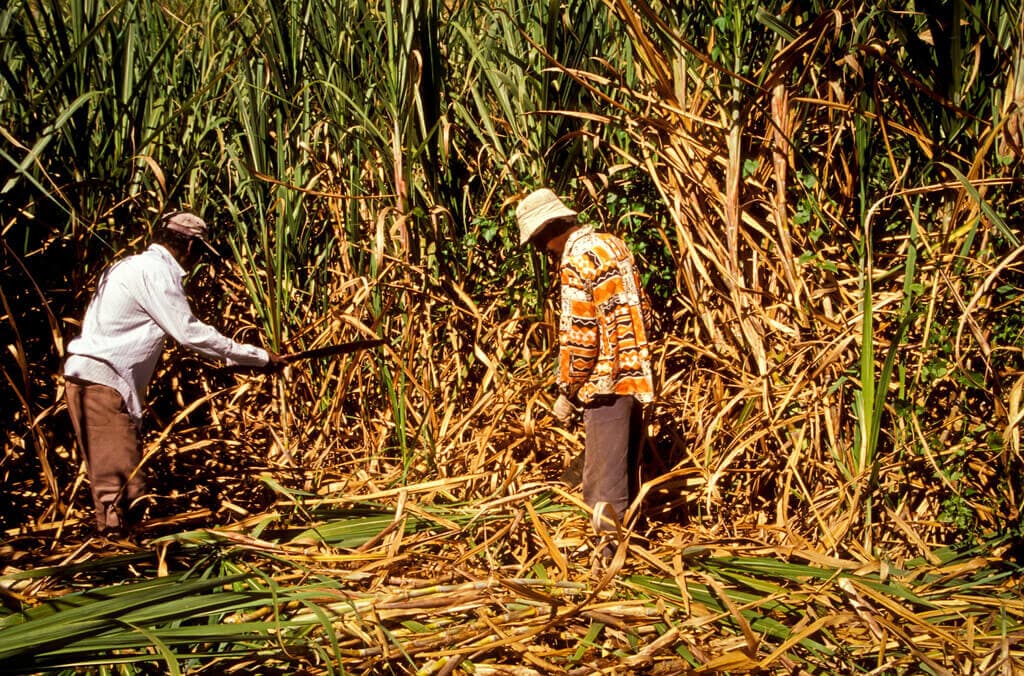 Western farmers trapped in sugar, sacrificing 1/2 to 2/3rds of rich-land income