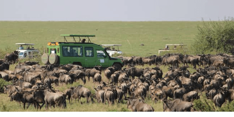 Best Safari Booking Platforms for International Travelers