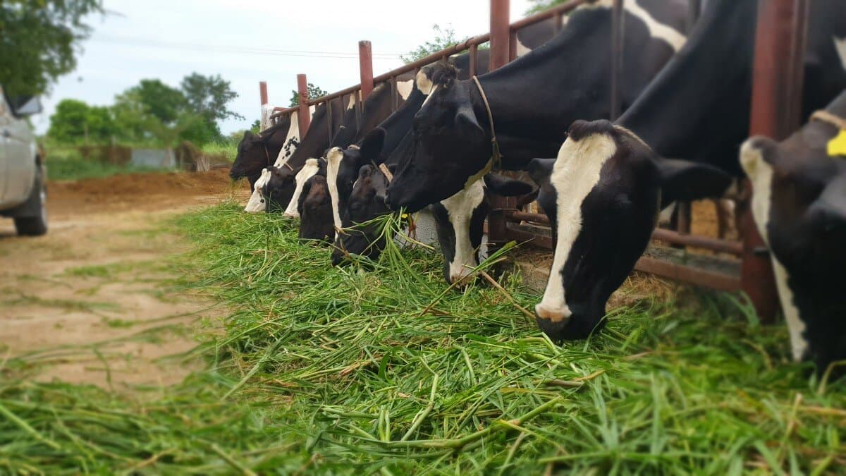 Ruiru dairy farmers journey from milk hawking to milking 400 liters daily