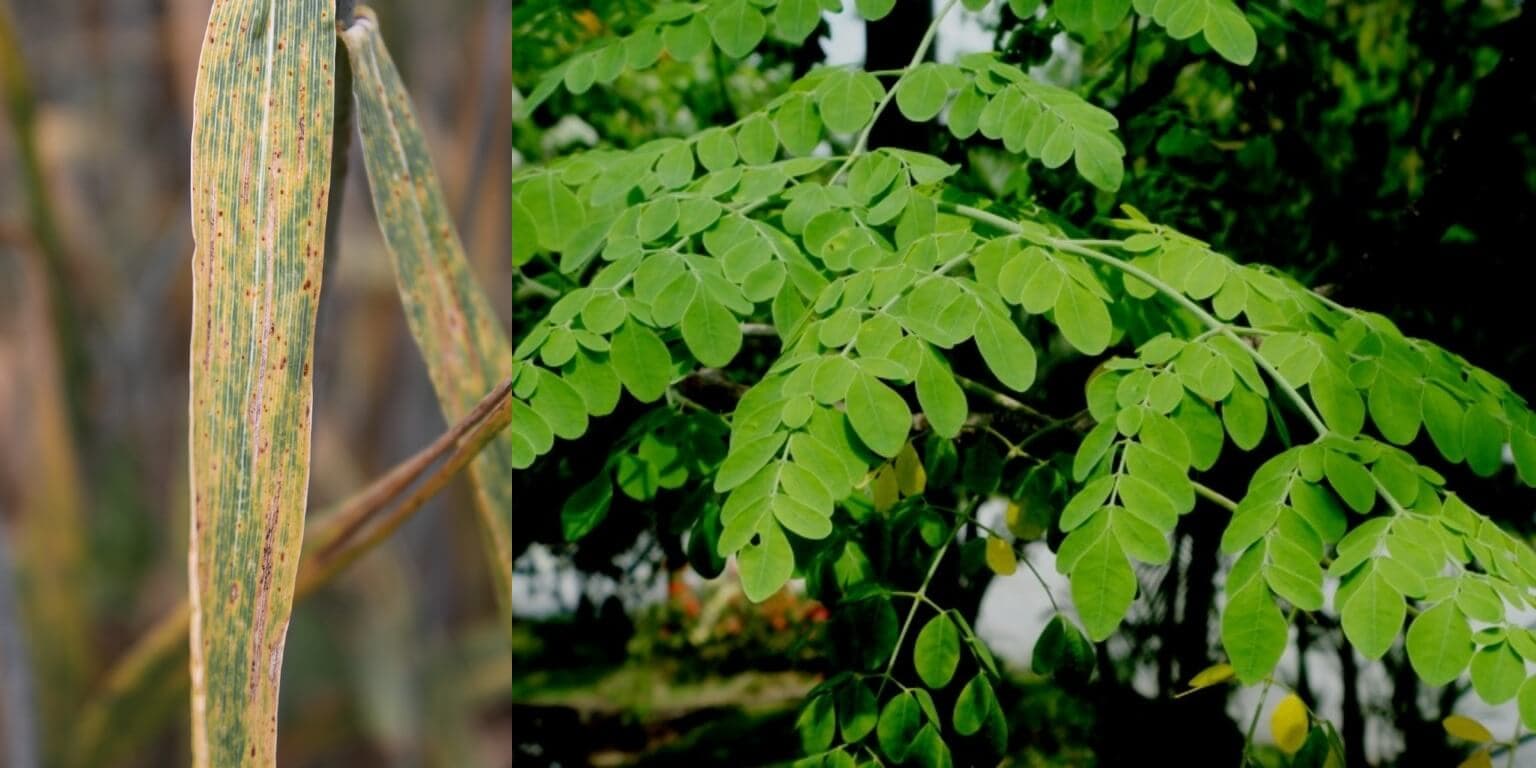Moringa spray offers hope in fighting wheat leaf rust