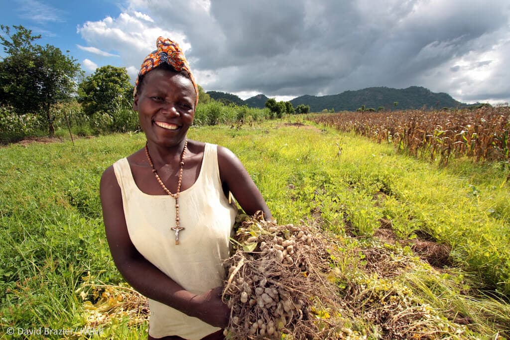 Homabay groundnut farmers get contracts from local processors
