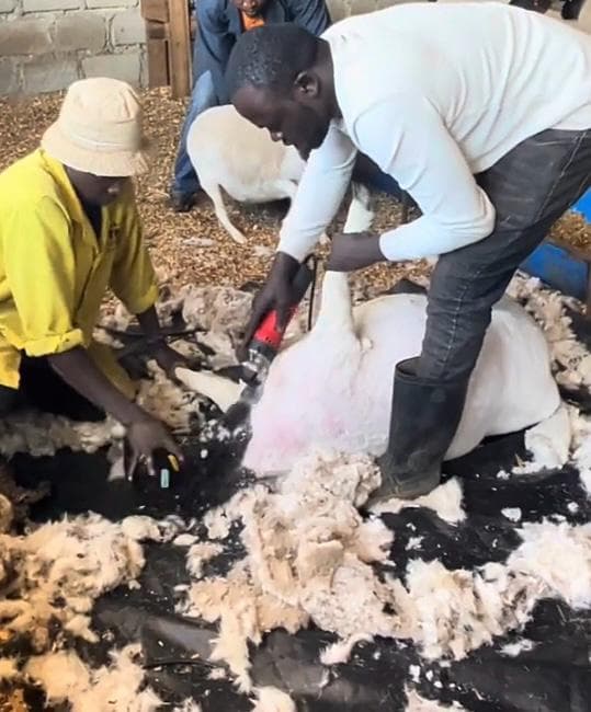 Eldoret journalist builds new life as high-earning sheep shearer