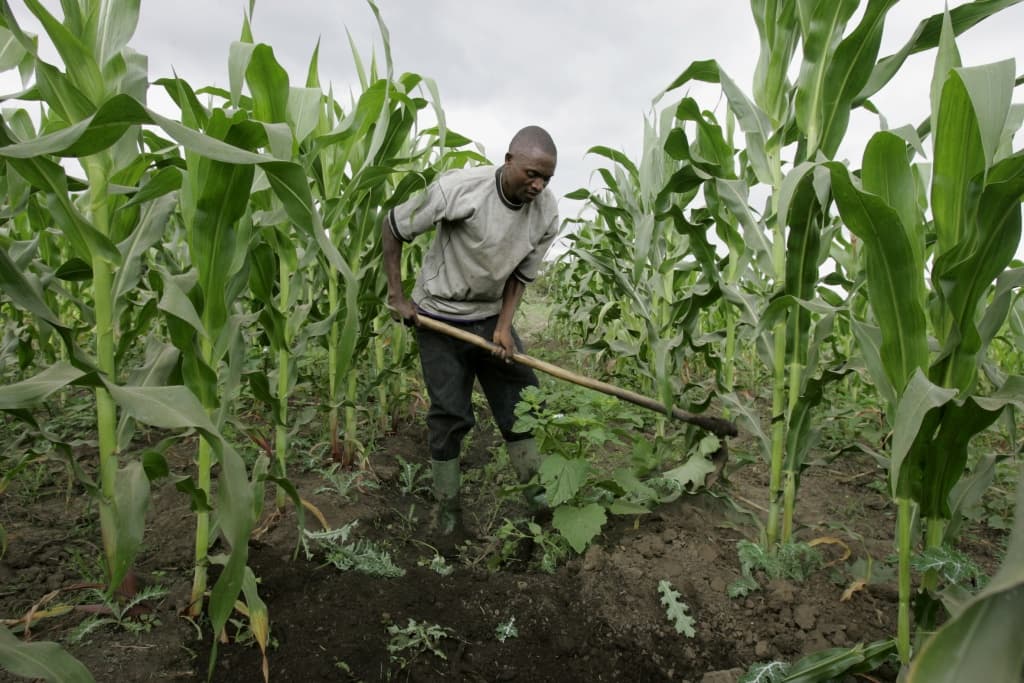 African agriculture: who will own the future?