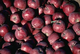 Seedman Selling Red Delicious Apple Seeds