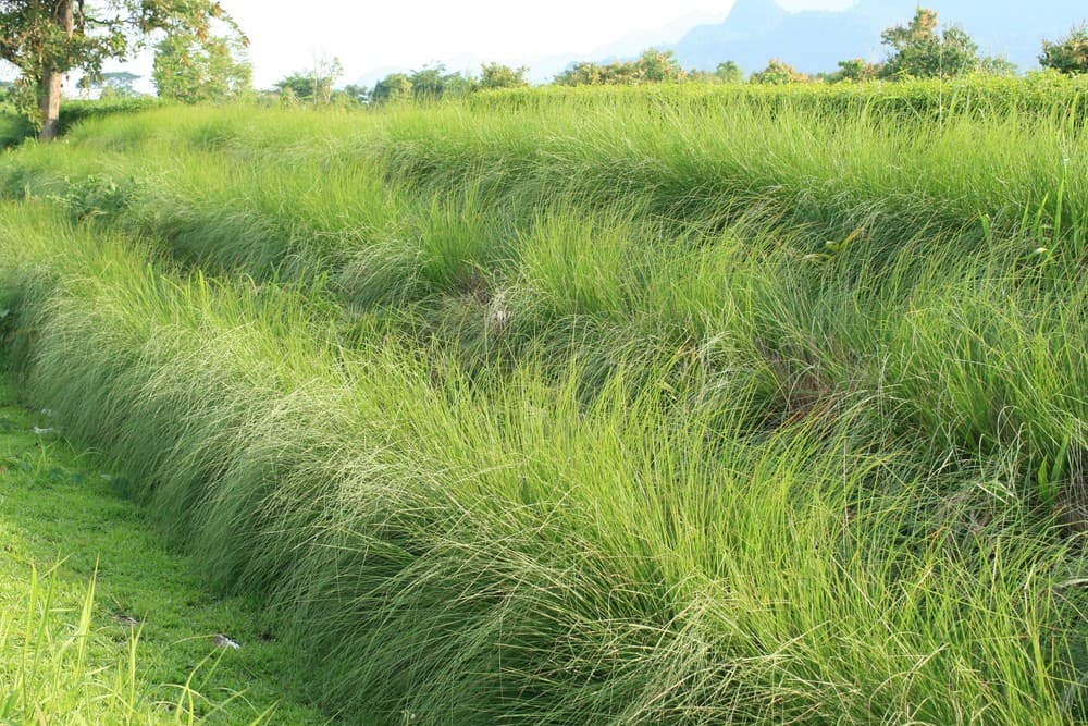 Vetiver grass’s multi-purpose usage draws many farmers