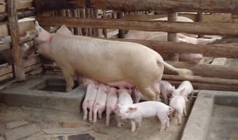 Uganda pig farming booms as pork consumption leads in Africa