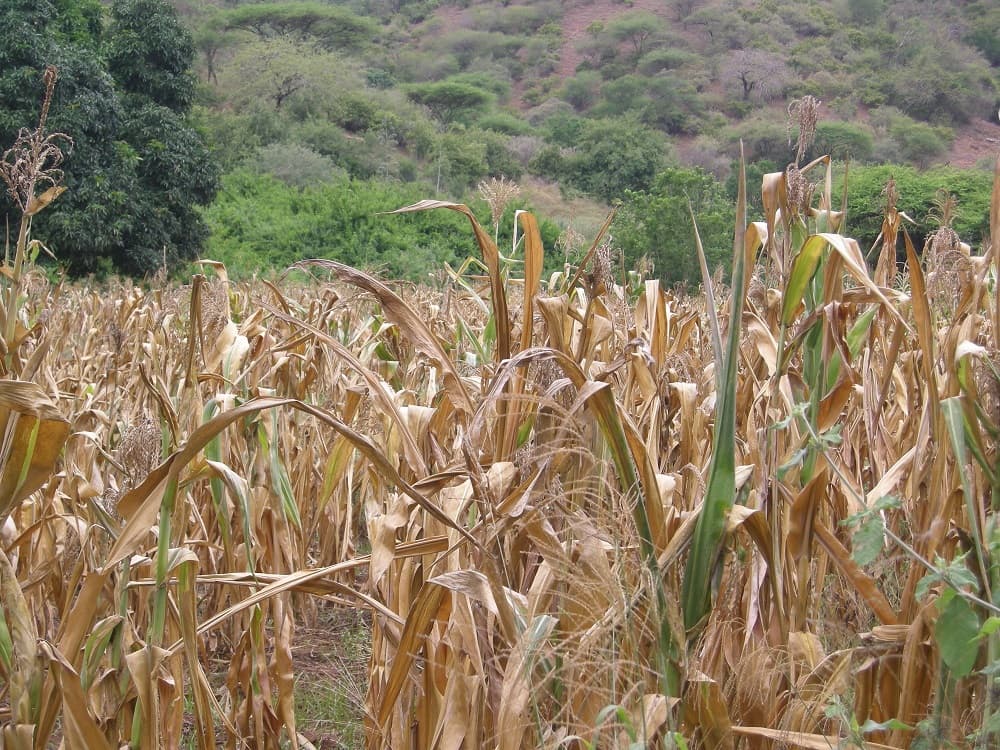 Farmers grapple with failed crop as rains fail