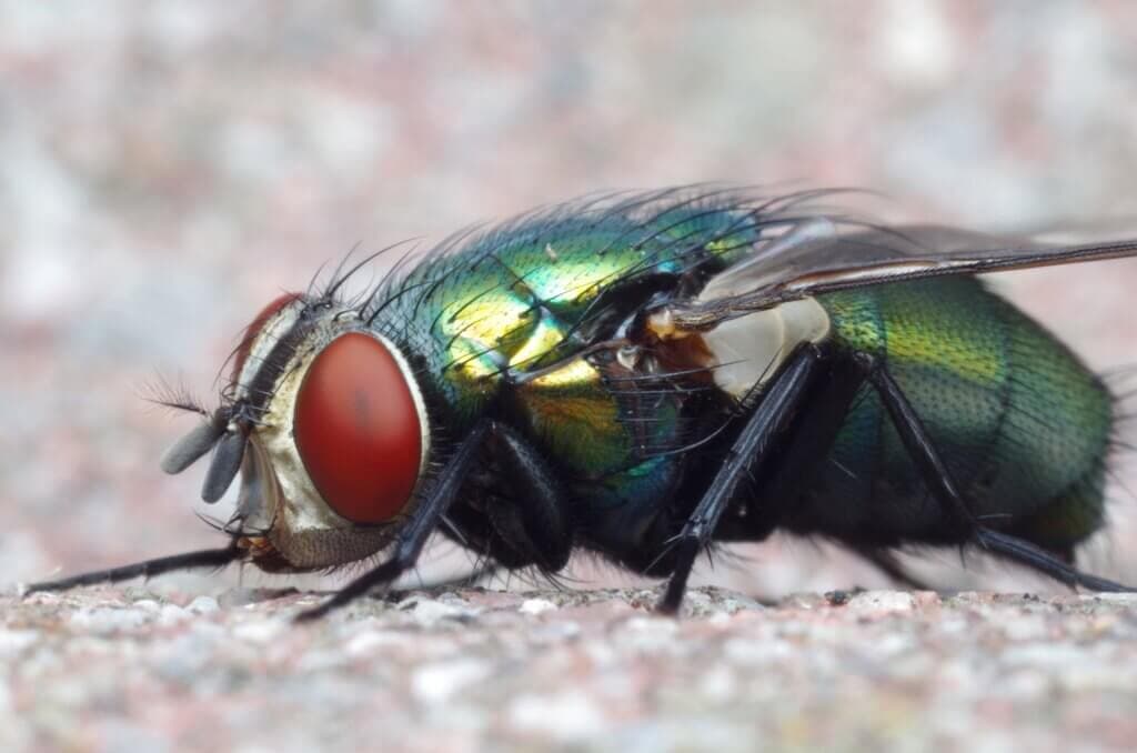 KALRO using common green fly to make livestock feed, decompose food waste