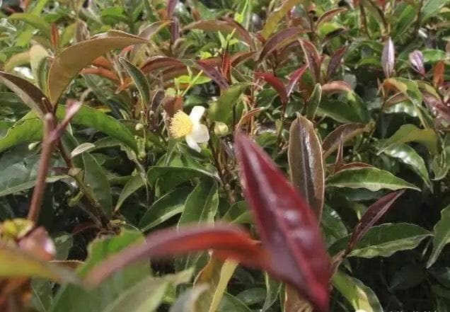 Growing purple tea is seven times more profitable than traditional tea varieties