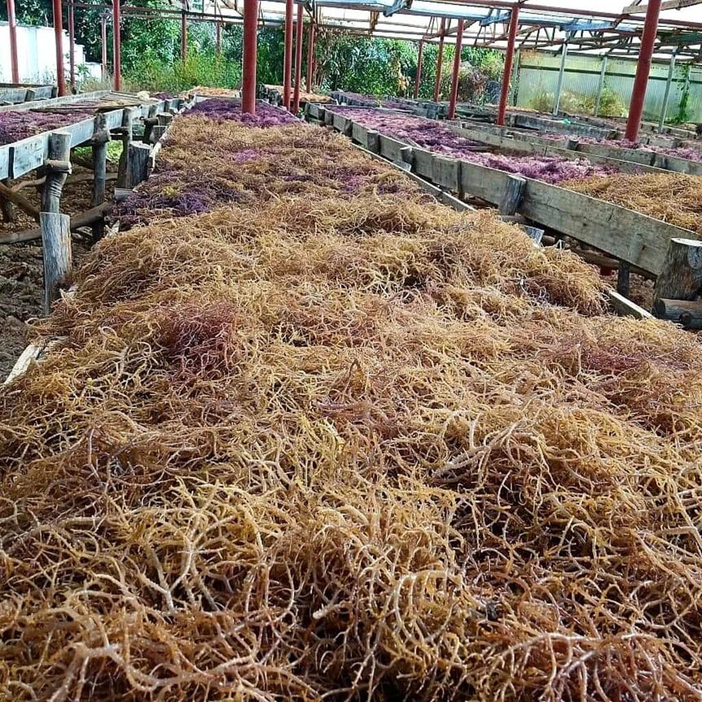 Farmers start making seaweed tea as powerful fertiliser
