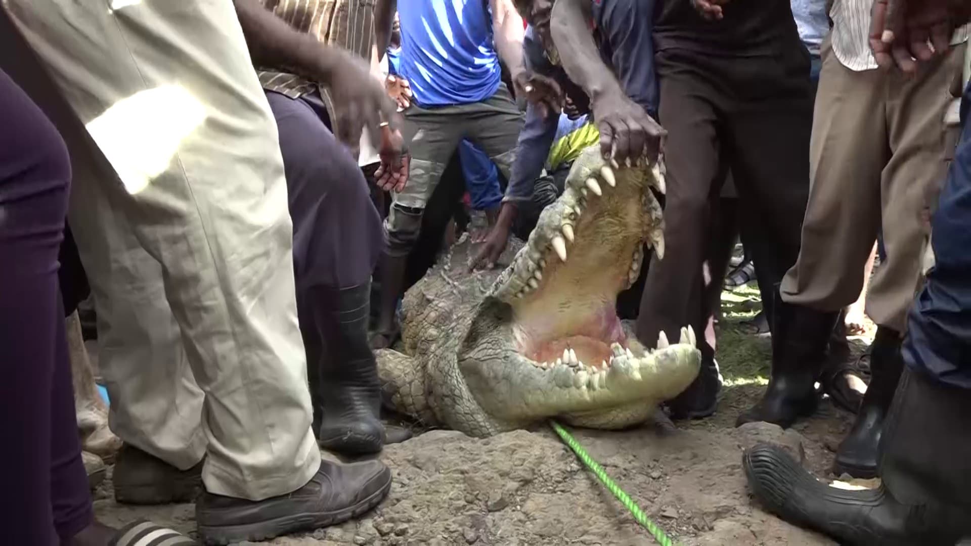 KWS traps a crocodile that has been terrorizing Kopiata beach residents