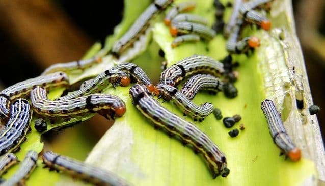 Sex trap tames voracious moth