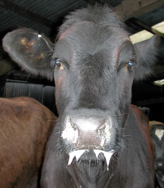 Farmers use salt and ash to tackle deadly foot and mouth