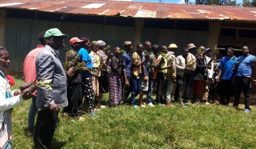 Govt distributes 5,000 coffee seedlings in Igembe South