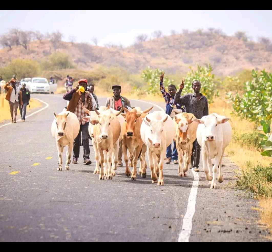 Government livestock restocking revives Igembe North families after banditry