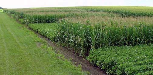 Crop rotation becomes Bungoma farmer’s silver bullet