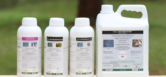 ICIPE’s biopesticide reduce tick infestation in livestock by 70% to 81%