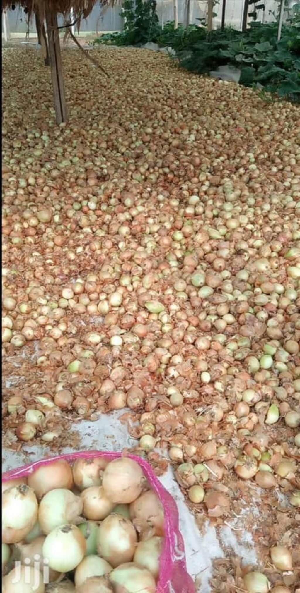 Farmers earn 2x from white onions, as red prices tumble