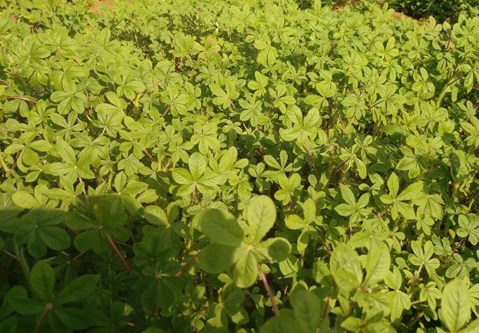 Vihiga County recruiting farmers to grow traditional vegetables for Carrefour