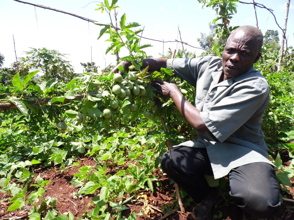 Frustrated farmer abandons coffee, finds money in passion farming