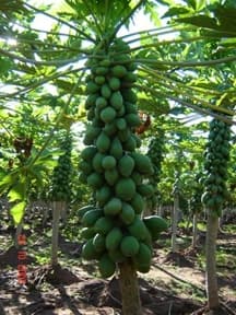 New Improved Solo Sunrise pawpaw doubles farmer yields