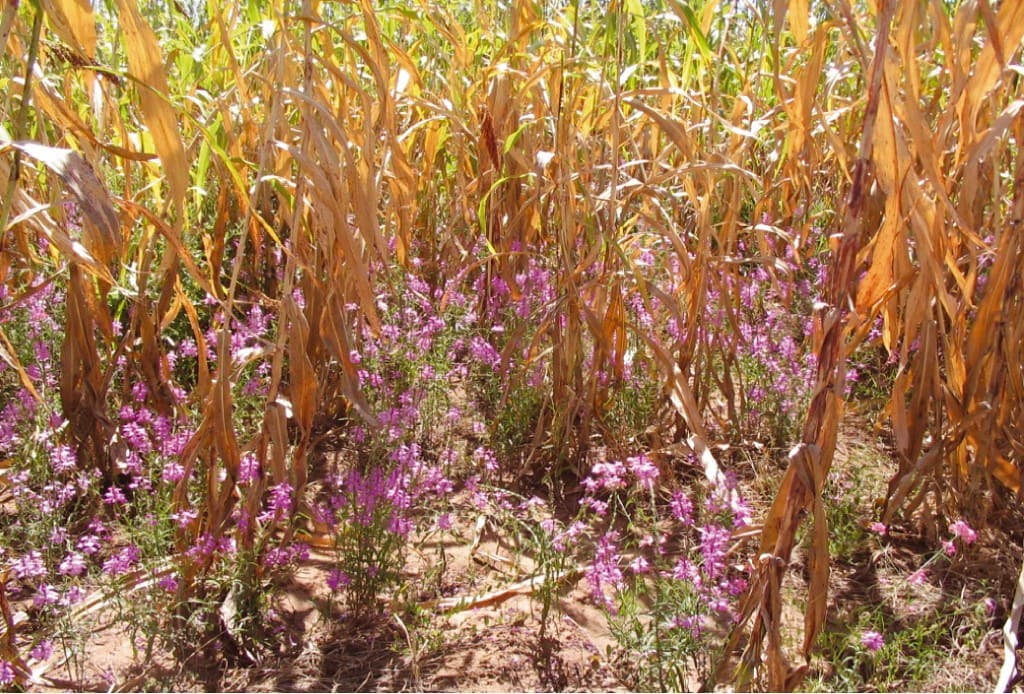 Biological methods of dealing with Striga weed that causes 90% losses