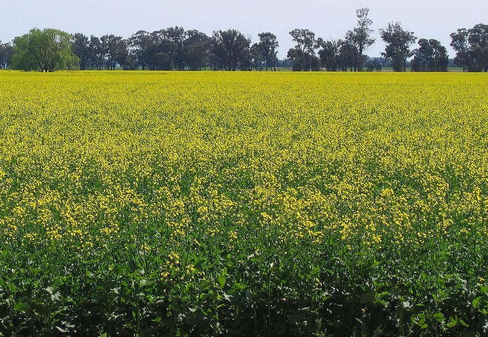 Fact sheet on rapeseed farming in Kenya