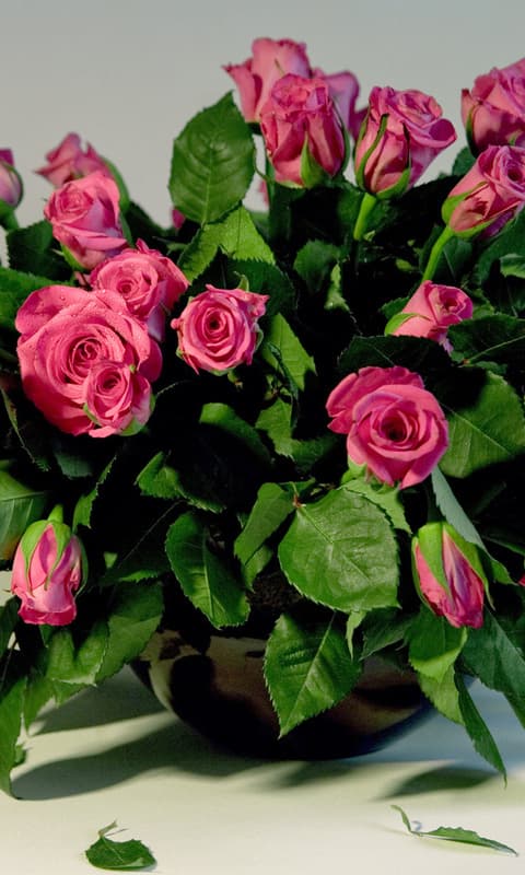 Amiran paste magically improves rose flower appeal