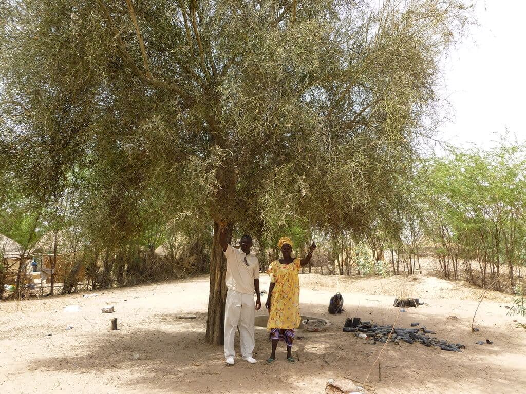 Fact Sheet: The trees that boost diets in East Africa during drought