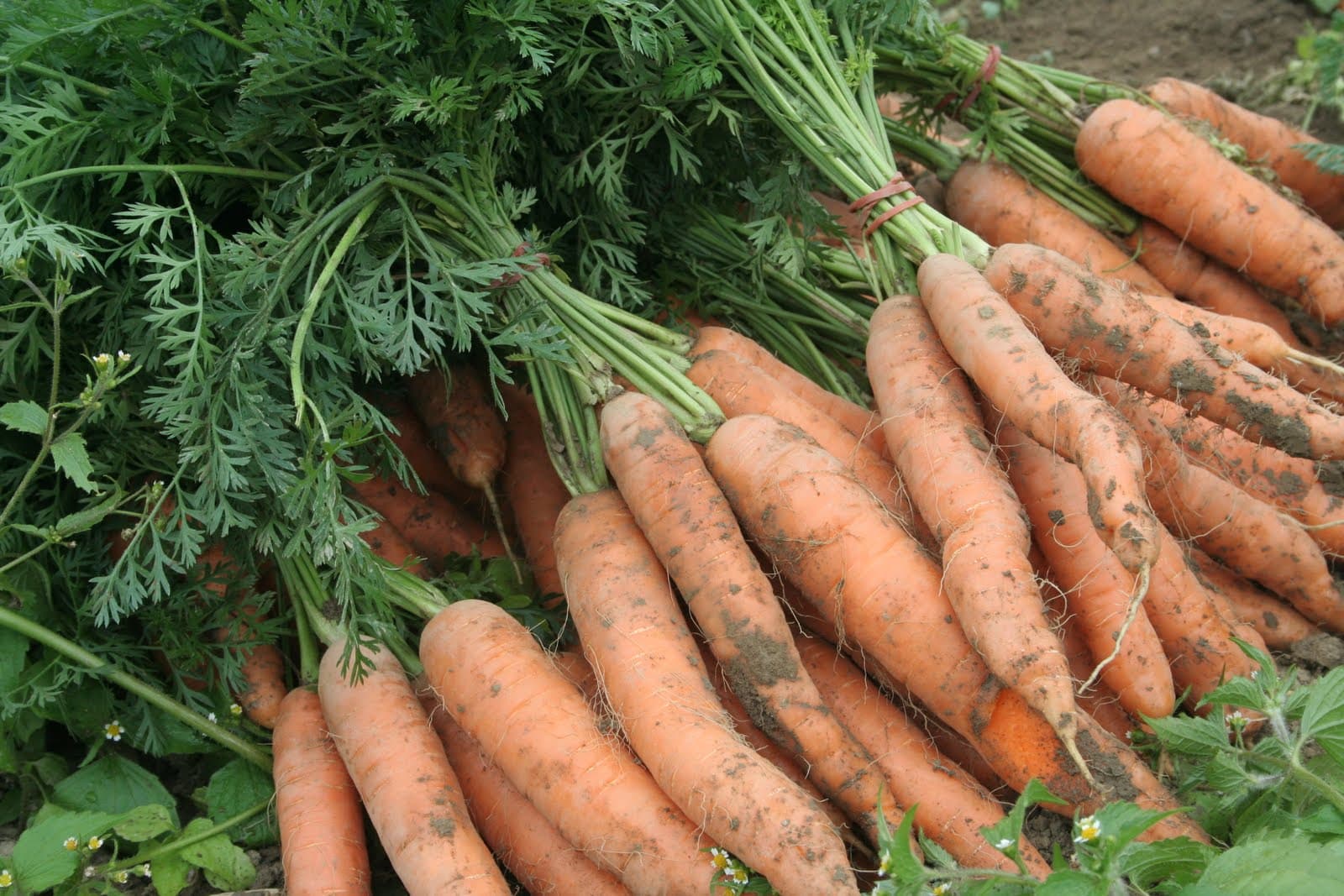 Malindi best market for farmers’ agro produce