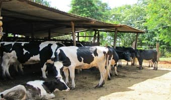 Farmer finds niche making milk formula