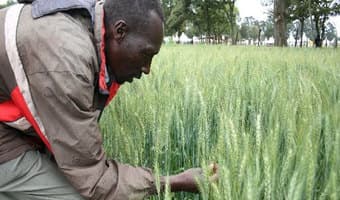 Wheat farmers double yields with row planting