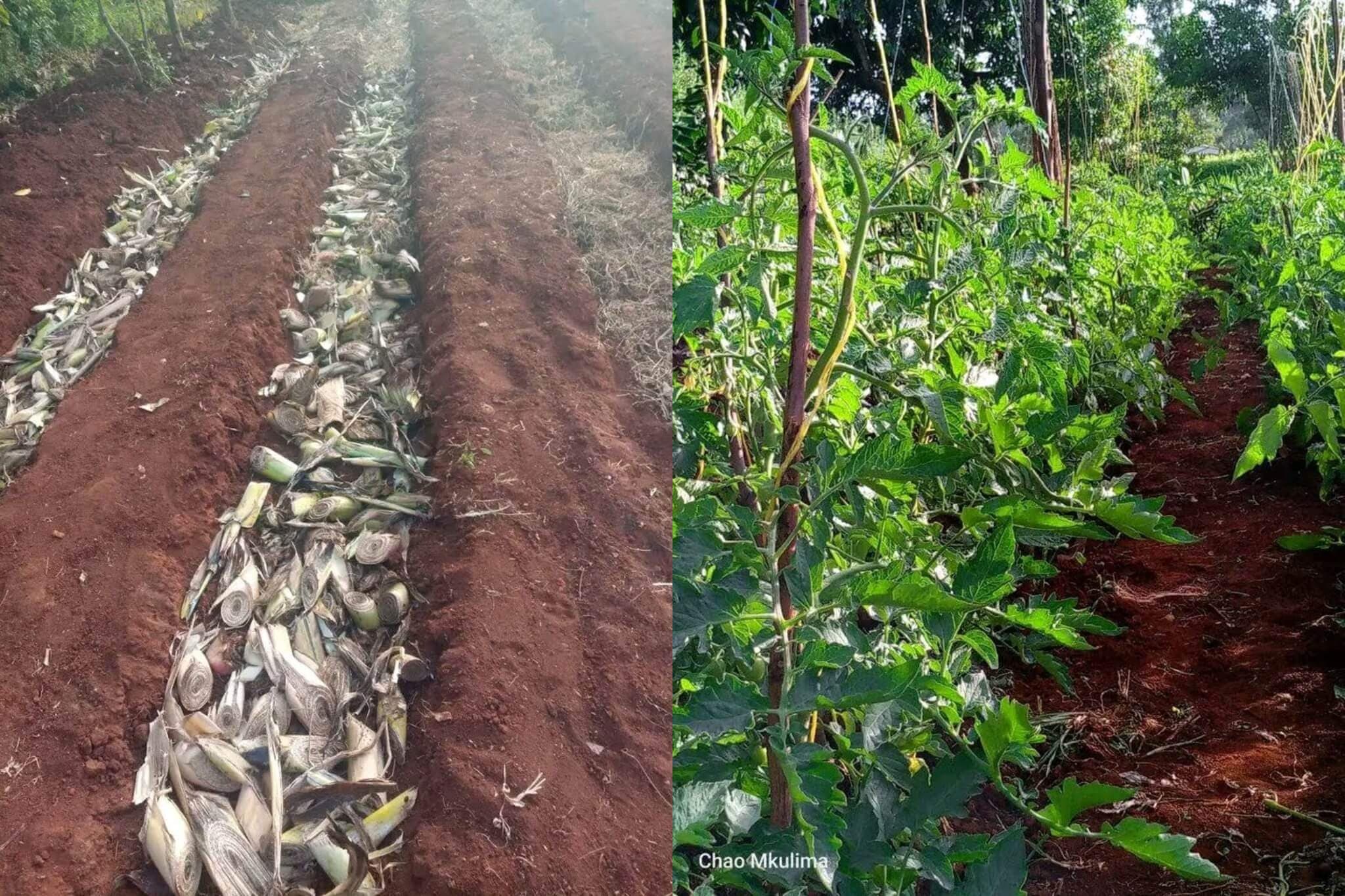 Tomato farmer raises yields 20% with banana-stem soil beds