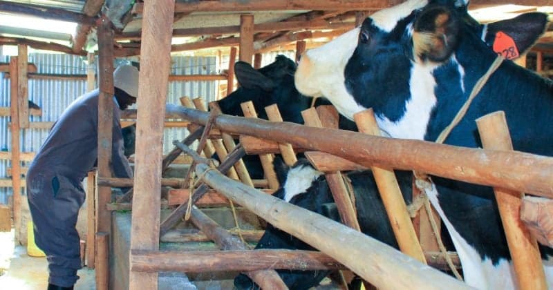Consumers warn of milk price squeeze as formal supply falls