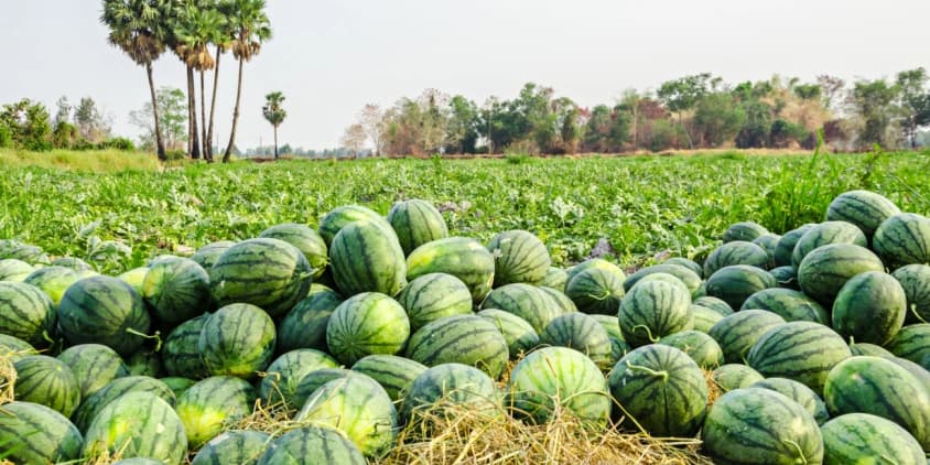 Kitui farmers making up to Sh4,000 daily from watermelon farming