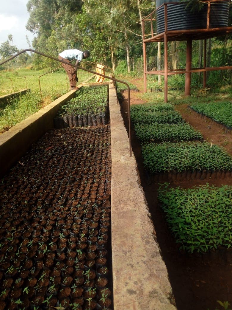 Homa Bay youth selling over ten varieties of tree seedlings across Kenya in bid to beat climate change
