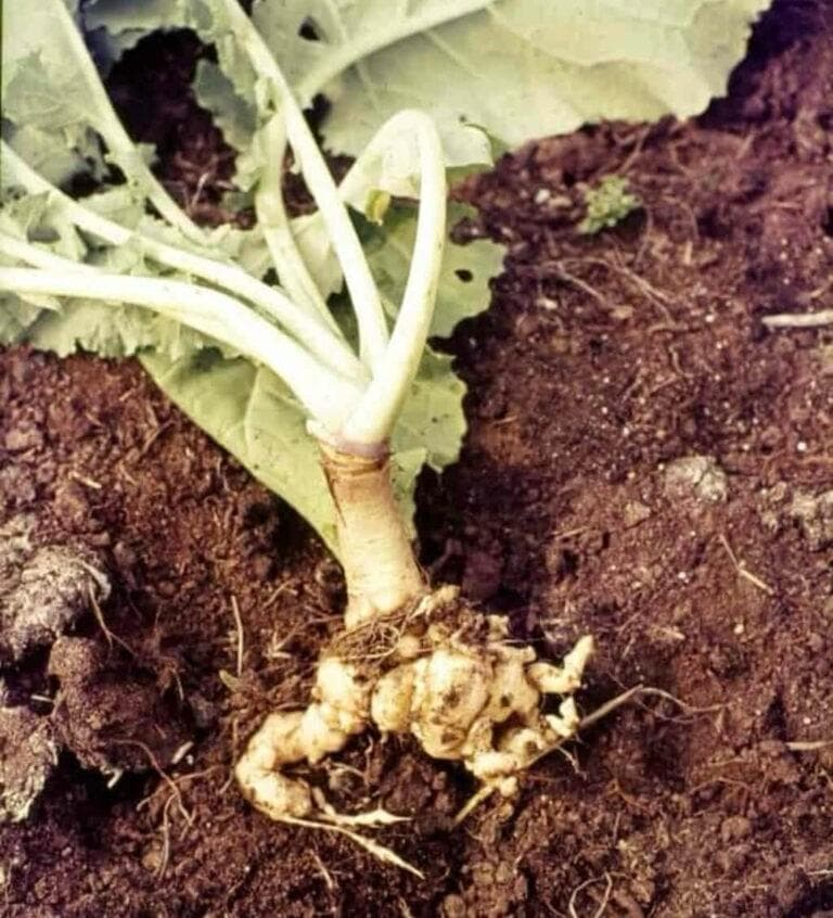 Farmer ends sukuma wiki club root by giving growing patch a turn with maize and onions