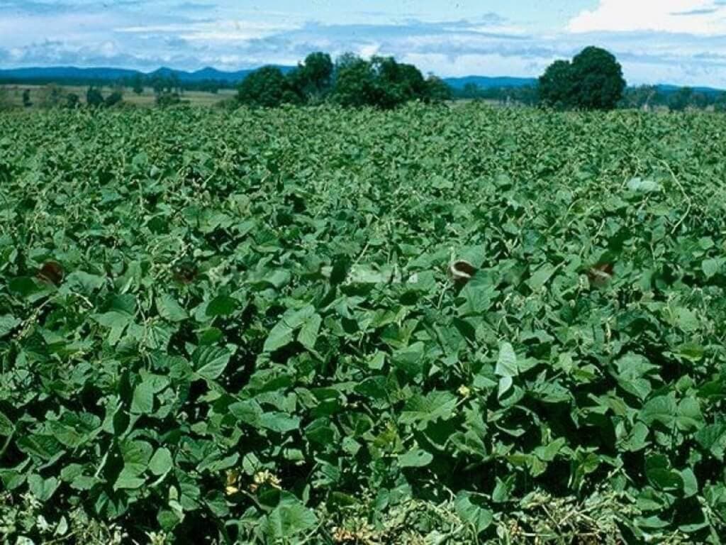 Njahi set to save cattle in region’s new drought