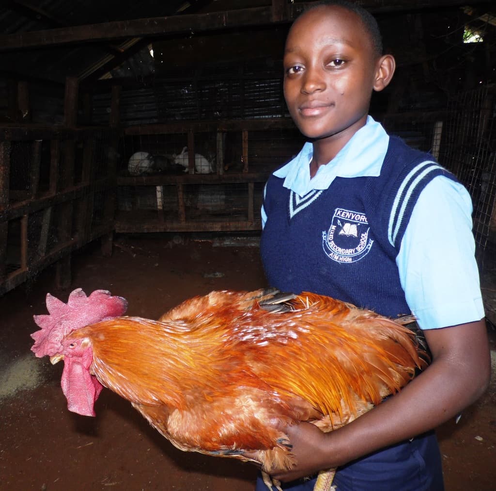 Poultry farmer fights fleas with banana peels